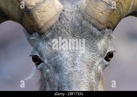 Mouton grand-corné (Ovis canadensis), béliers Banque D'Images