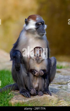 Mangabey à couronne de cerisier, femelle avec jeunes (Cercocebus torquatus torquatus), mangabey à couronne rouge Banque D'Images