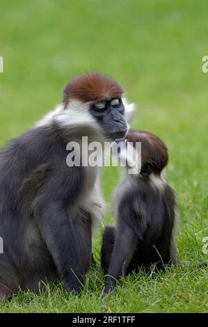 Mangabys couronnés de cerise, femelle avec des jeunes (Cercocebus torquatus torquatus), Mangabey à coiffe rouge Banque D'Images