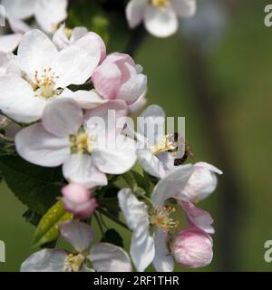 L'abeille recueille le nectar et pollinise les fleurs de l'arbre de pommier en fleur fruitier dans le jardin sur fond vert Banque D'Images