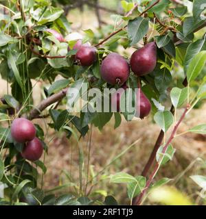 Les poires appétissantes rouges poussent et mûrissent sur un arbre dans un magnifique jardin écologique aux fruits sur fond vert Banque D'Images