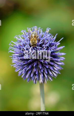 Abeille à miel (Apis mellifera) sur petit chardon globe terrestre (Echinops bannaticus) Banque D'Images