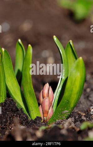 Jacinthe, bourgeon, jacinthe de jardin (Hyacinthus orientalis hybride) Banque D'Images