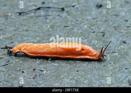 Grande limace rouge (Arion rufus), Rhénanie du Nord-Westphalie, Allemagne, Grande limace rouge Banque D'Images