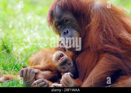 Orang-outan de Sumatra, femelle avec oursons (Pongo pygmaeus abelii) Banque D'Images