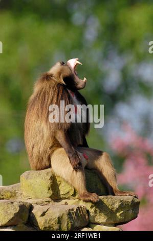 Djelada, homme, gelada babuon (Theropithecus gelada) Banque D'Images