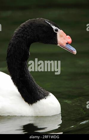 Cygne à col noir (Cygnus melanocorypha) (Cygnus melanocoryphus) Banque D'Images