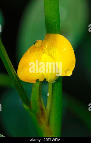 Arachide (Arachis hypogaea), fleur Banque D'Images