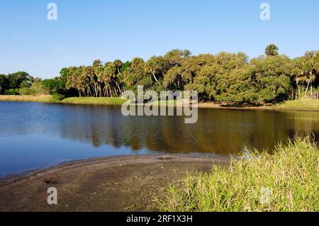 Myakka-Fluss, Myakka-Fluss-Staatspark, Floride, États-Unis Banque D'Images