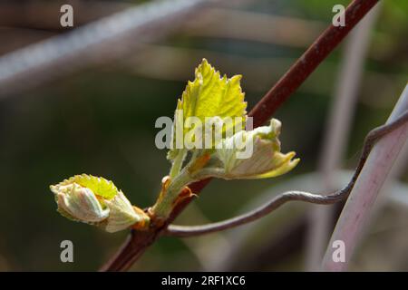 Vignoble, une branche de vigne avec la croissance de petits raisins et des feuilles de couleur vert vif au printemps sur une journée ensoleillée Banque D'Images