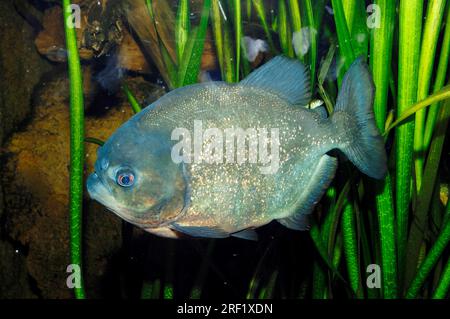 Piranha de Natterer (Serrasalmus nattereri) Â / Piranha à tête convexe, Piranha à ventre rouge Banque D'Images