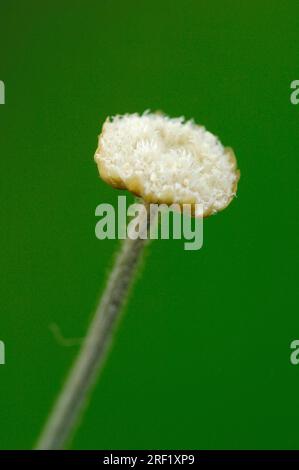 Mikado Plant, fleur, Eriocaulaceae (Syngonanthus chrysanthus) Banque D'Images