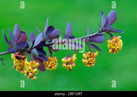 Mûre du Japon (Berberis thunbergii), Berberidaceae Banque D'Images