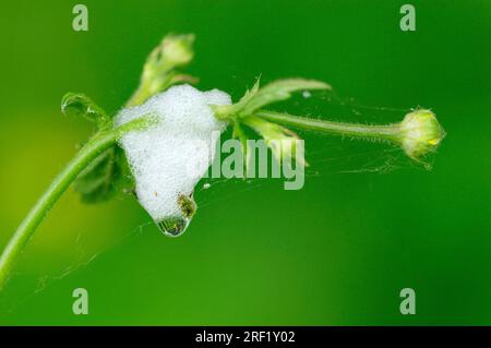 Frousseur commun, larve, cracheuse des prairies (Philaenus spumarius), Allemagne Banque D'Images