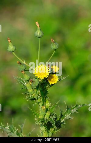 Chardon du Canada, chardon de sowtise commun (Sonchus oleraceus), Allemagne Banque D'Images