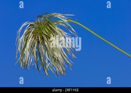 Clématite chinoise (Clematis orientalis), arbuste fructifiant Banque D'Images