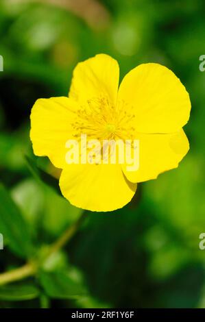 Rocher (Helianthemum nummularium), Allemagne, Rose Soleil Banque D'Images