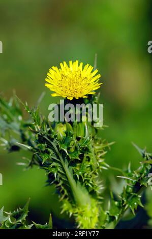 Chardon du Canada, chardon de sowtise commun (Sonchus oleraceus), Allemagne Banque D'Images