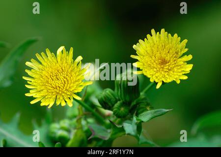 Chardon à semer lisse (Sonchus oleraceus), Rhénanie du Nord-Westphalie, Allemagne Banque D'Images