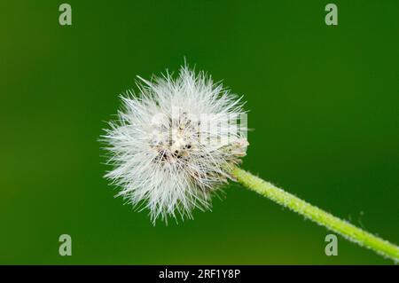 Renards oranges et oursons (Hieracium aurantiacum), têtes de graines, Rhénanie du Nord-Westphalie, Allemagne Banque D'Images