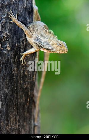 Lézard de jardin oriental (Calotes versicolor), mâle, keolade, lézard de beauté indien, agamas, Ghana, Inde Banque D'Images