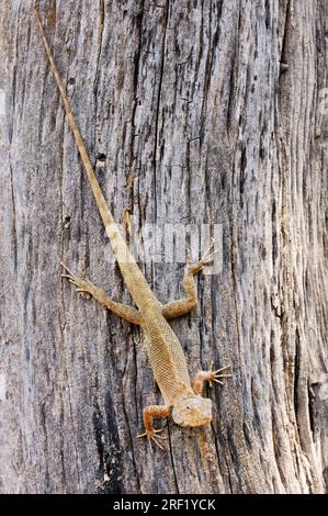 Lézard changeable, mâle, parc national Keoladeo Ghana, Rajasthan, Inde, lézard de jardin Oriental (Calotes versicolor), lézard Bloodsucker Banque D'Images