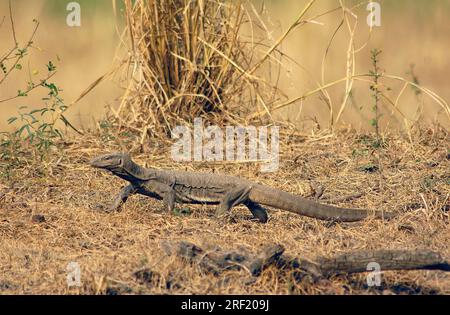 Common Indian Monitor (Varanus bengalensis), Keoladeo Ghana National Park, Rajasthan, Inde, Bengal Monitor Banque D'Images