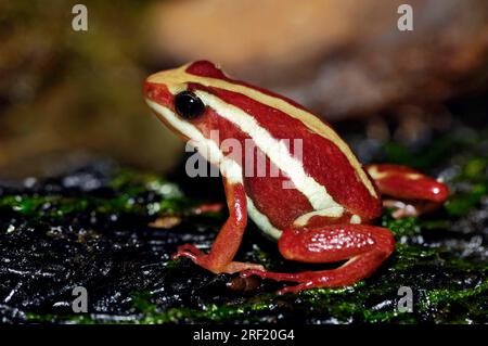 Grenouille antipoison Phantasmal, grenouille antipoison Phantasmal (Epipedobates tricolore), grenouille antipoison tricolore Banque D'Images