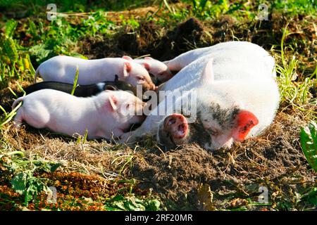 Mini cochons, truie mockles porcelet, cochon, cochons, cochon nain, mini porcelet Banque D'Images