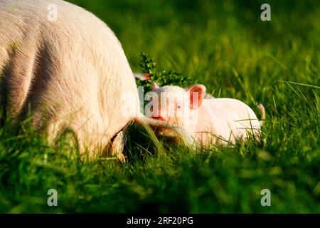 Mini-cochon, cochon, cochon, cochon nain, Mini Piglet Banque D'Images