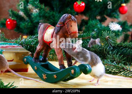 Souris de couleur sur cheval à bascule Banque D'Images