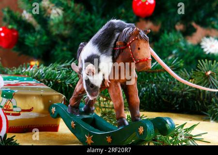 Souris couleur sur cheval à bascule Banque D'Images