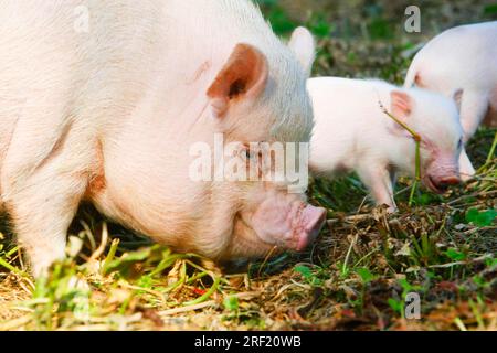 Mini cochon et cochon, cochon, cochon, cochon nain, mini cochon Banque D'Images
