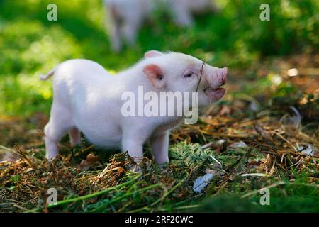 Mini-cochon, cochon, cochon, cochon nain, Mini Piglet Banque D'Images