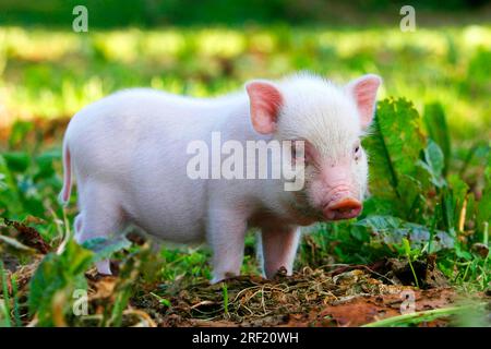 Mini-cochon, cochon, cochon, cochon nain, Mini Piglet Banque D'Images