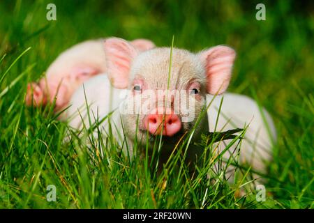 Mini-cochon, cochon, cochon, cochon nain, Mini Piglet Banque D'Images