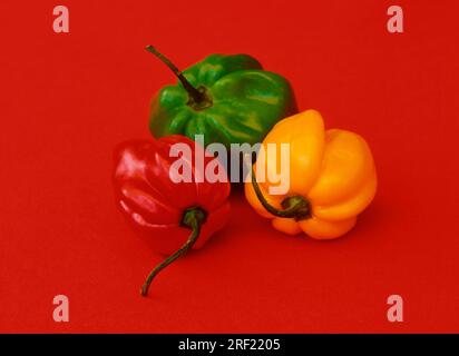 Piment, piment de fleurs, Habanero Banque D'Images