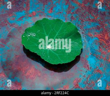 Nasturtium (Tropaeolum majus), feuille avec gouttes d'eau, effet Lotos Banque D'Images