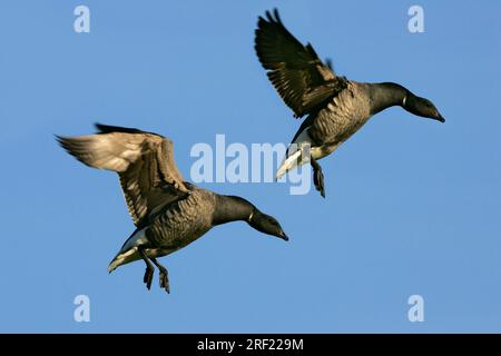 Brent Geese, pays-Bas (Branta bernicla) Banque D'Images