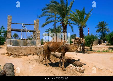 Chameau devant un puits de tirage au sort à Explora Parc à Djerba, Tunisie Banque D'Images