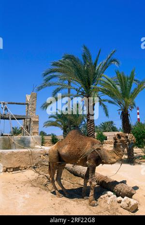 Chameau devant un puits de tirage au sort à Explora Parc à Djerba, Tunisie Banque D'Images