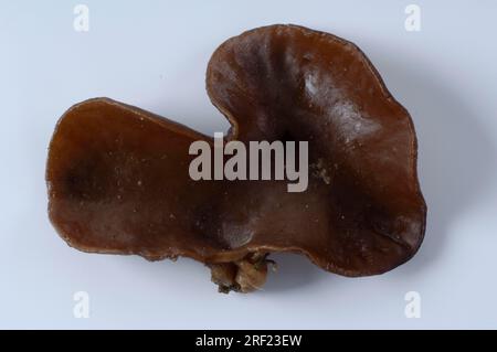 Champignon du bois (Auricularia polytricha), champignon Mu-err (Auricularia auricula-judae), corne de Mole Banque D'Images