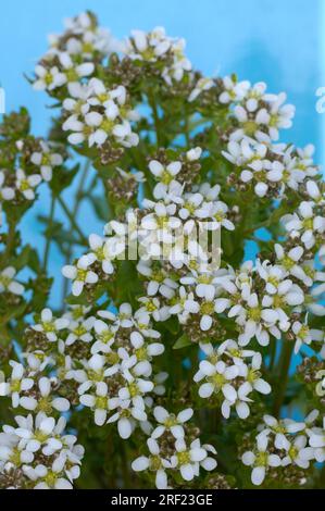 Spoonbane, véritable spoonwort (Cochlearia officinalis), scurvy, bittercress, spooncress, spoonwort Banque D'Images