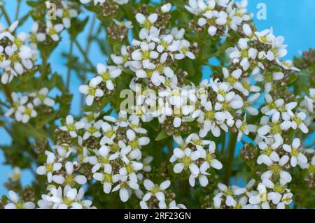 Spoonbane, véritable spoonwort (Cochlearia officinalis), scurvy, bittercress, spooncress, spoonwort Banque D'Images