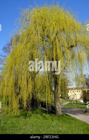 Saule pleureur (Salix alba tristis), saule argenté, saule Banque D'Images