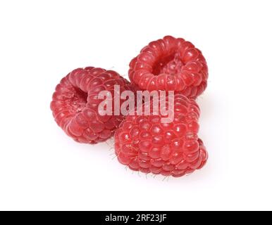 Framboises, Rubus idaeus, est une plante de baies savoureuse avec des baies rouges. Banque D'Images