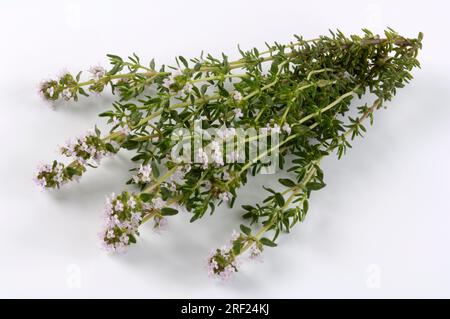 Thym citron (Thymus citriodorus) 'Silver Queen Banque D'Images