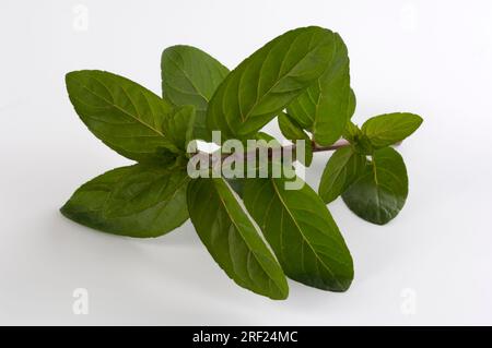 Menthe poivrée Mitcham (Mentha piperita) Banque D'Images