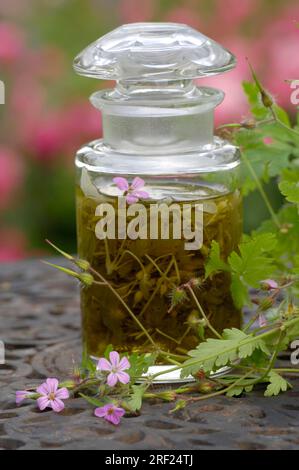 Herb Robert (Geranium robertianum), teinture de bill de crane Banque D'Images