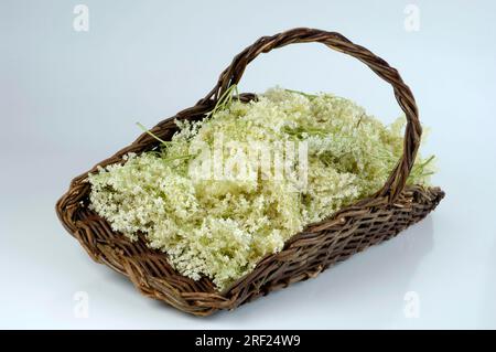 Elder (Sambucus nigra), fleurs en panier Banque D'Images